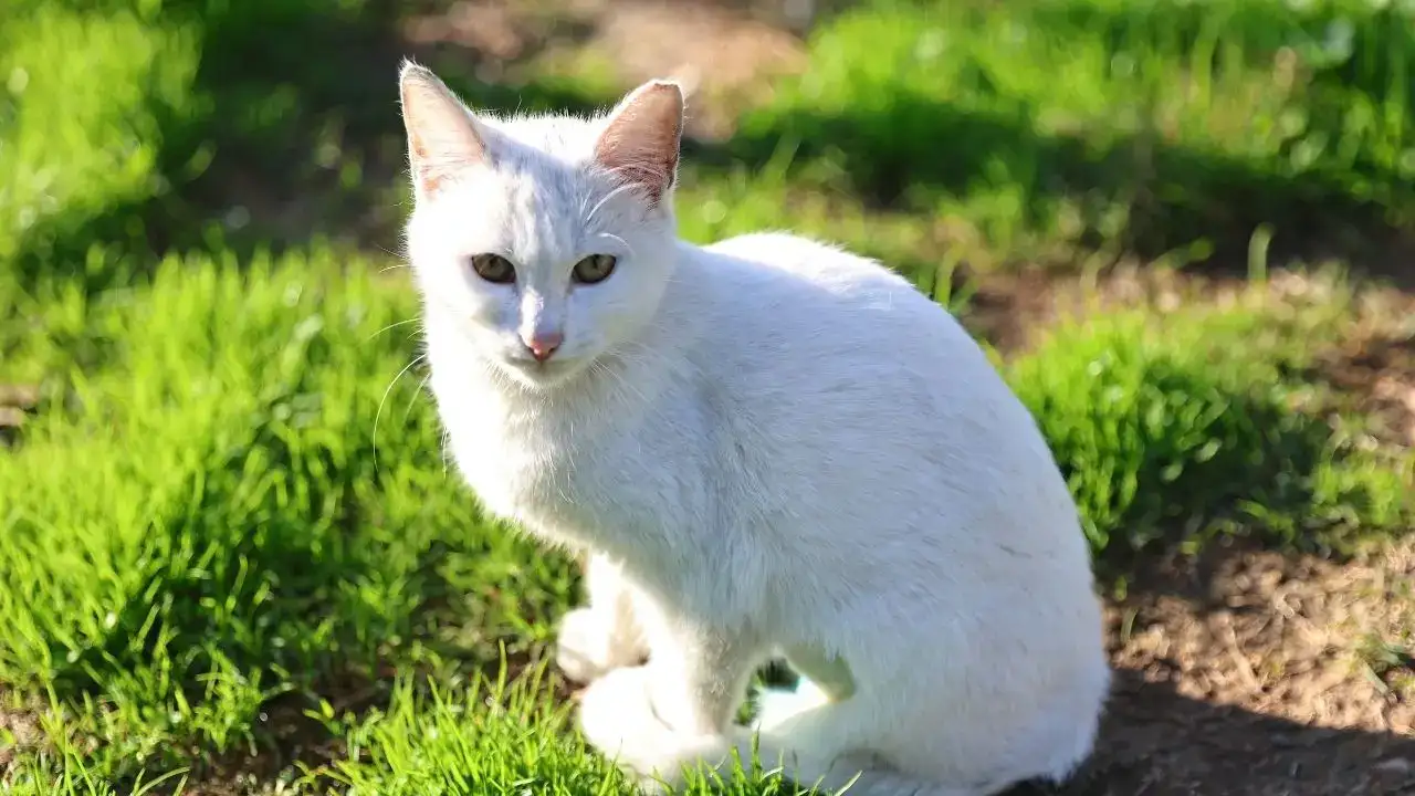 Antalya’da Patili Dostlar İçin Umut Yılı: Binlerce Can Kurtarıldı! 2